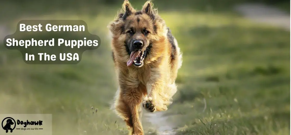 Best German Shepherd Puppies In The USA