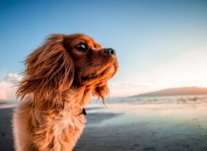 Best dog daycares