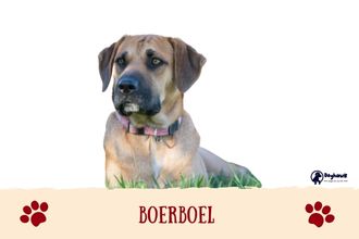 Boerboel