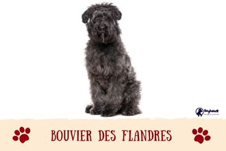 Bouvier Des Flandres