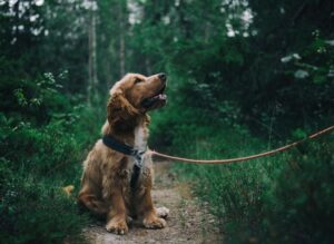 Brian Training for dogs review