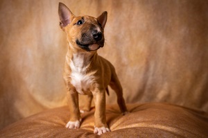 Bull Terrier Dog