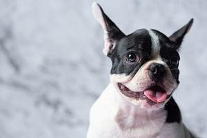 Bulldog