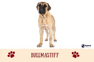 Bullmastiff