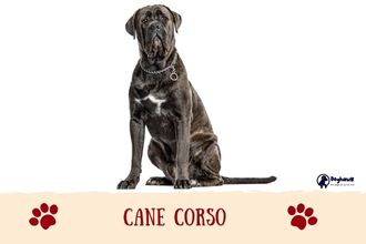 Cane Corso