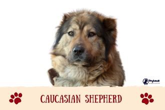 Caucasian Shepherd