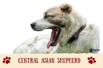 Central Asian Shepherd