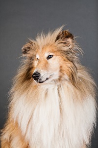 Collie