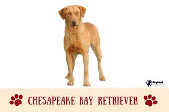 Chesapeake Bay Retriever