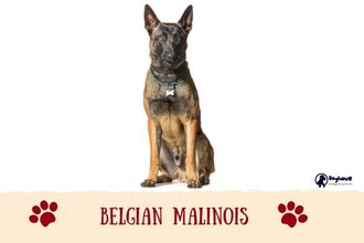 Belgian Malinois