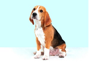 Beagle Dog