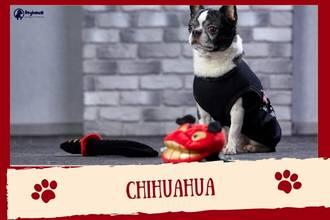 Chichuahua 