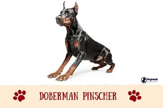 Doberman Pinscher