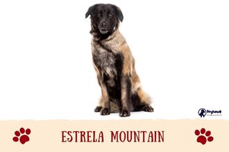 Estrela Mountain