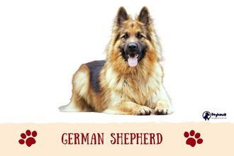 German Shepherd Dog