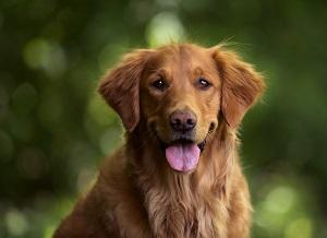 Golden Retriever Dog