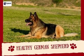 Healthy German Shepherd