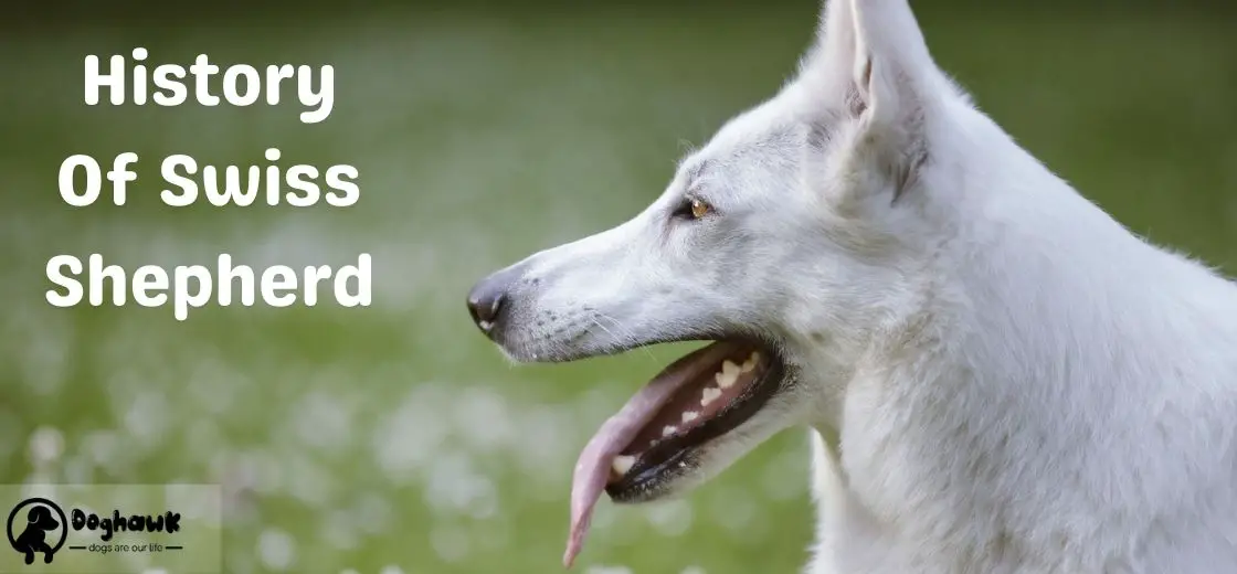 History Of Swiss Shepherd