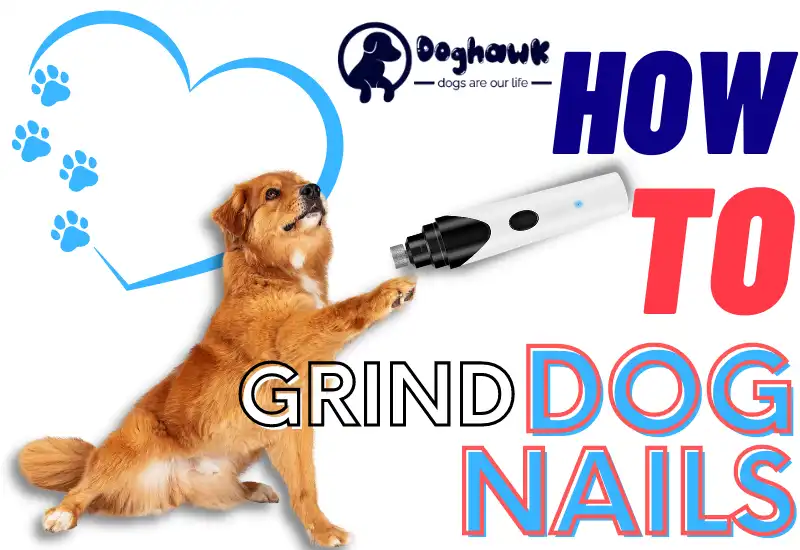 How to Grind Dog Nails (3 Easy Steps)
