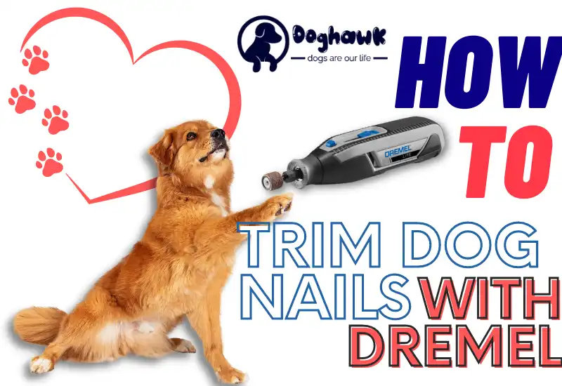 How to Trim Dog Nails with Dremel