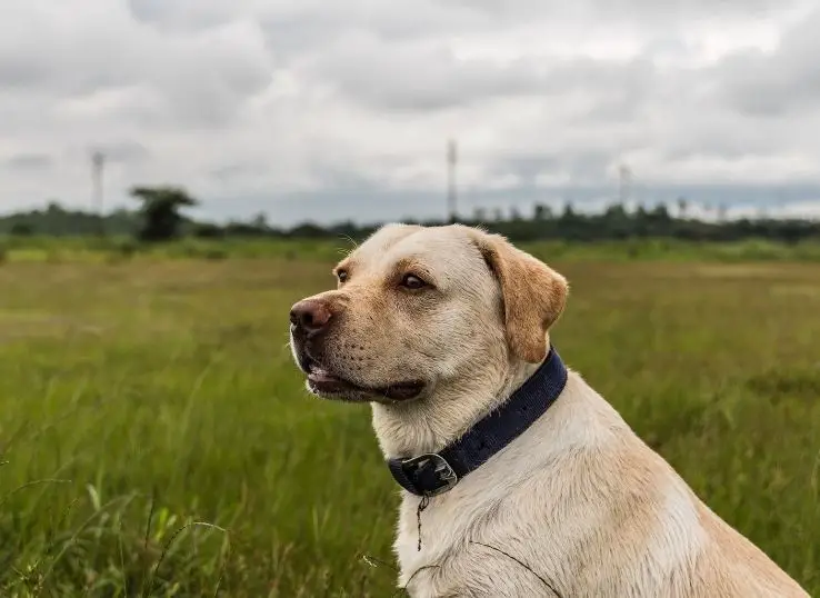 How to clean a dog collar