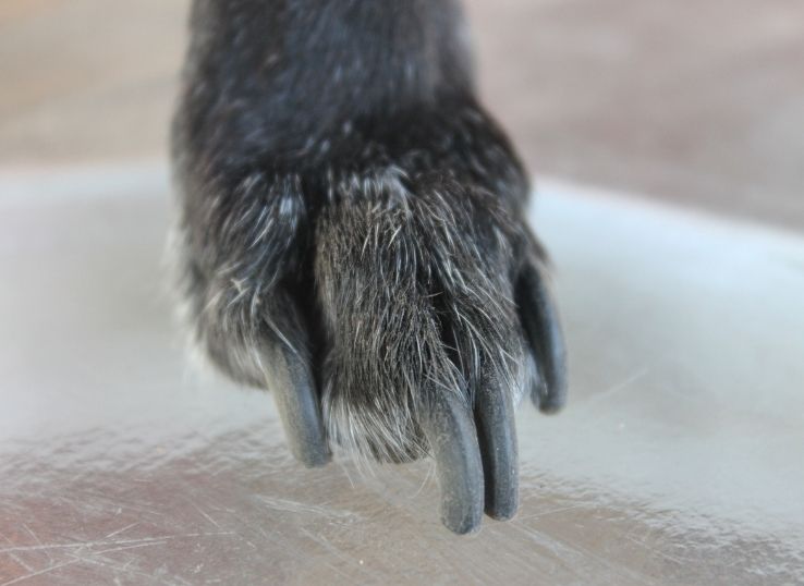 How to clip dog nails if the dog is sacred of