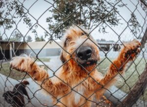 How to keep the dog away from jumping the fence