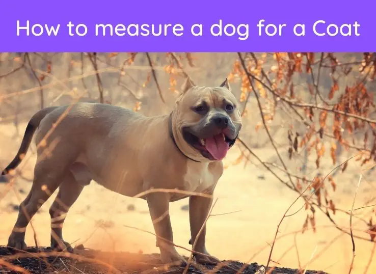 How to measure a dog for a Coat