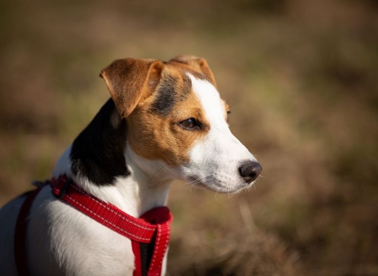 How to put on a dog harness