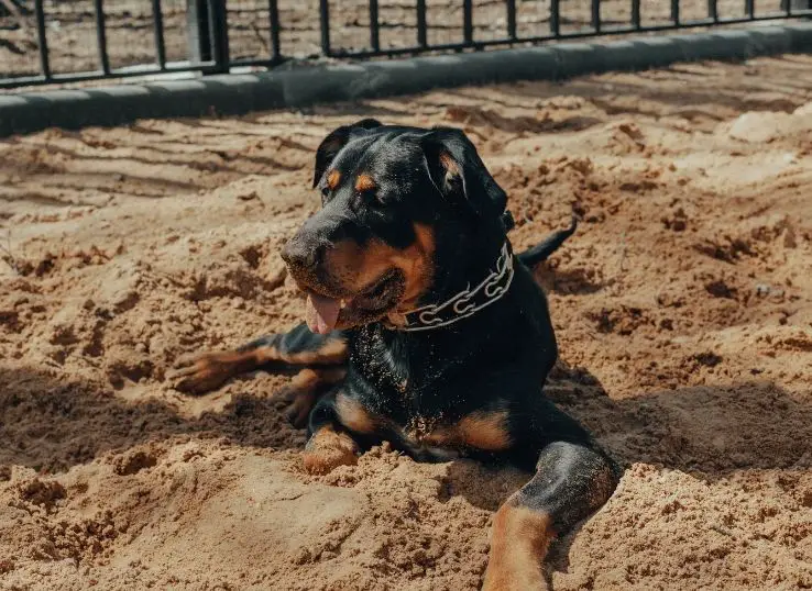 How to stop a dog from digging under a fence