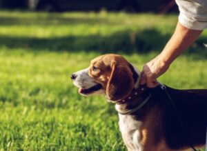 How to stop a dog from pulling on a leash