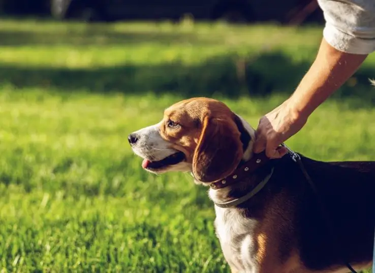 How to stop a dog from pulling on a leash
