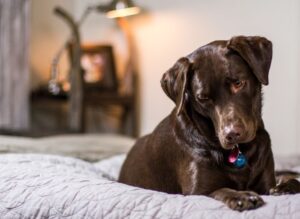 How to wash a dog bed