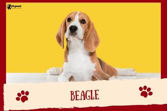 Beagle