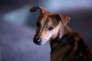 Mutts Dog