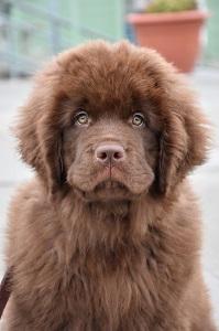 Newfoundland Dog