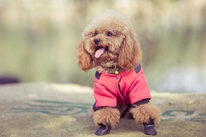 Poodle Dog