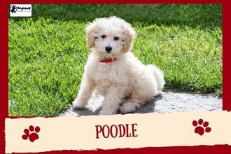 Poodles 