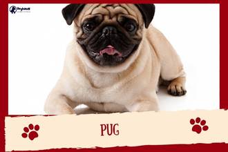 PuG