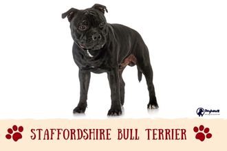 Staffordshire Bull Terrier