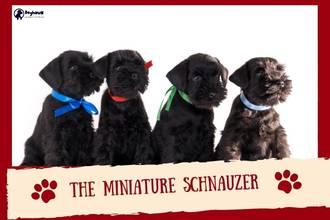 The Miniature Schnauzer