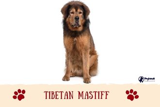 Tibetan Mastiff