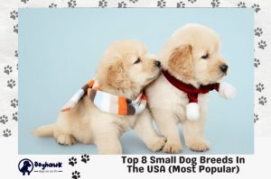 small dog breeds