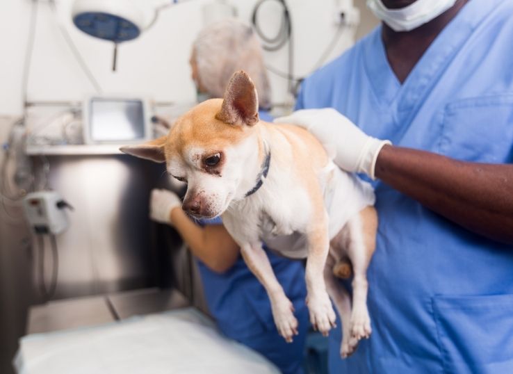 Walking Dog Insurance