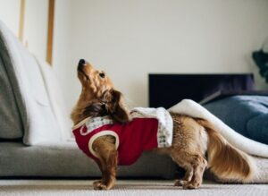 how to crochet a dog sweater