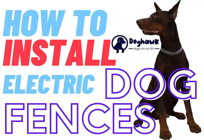 How to Install an Electric Dog Fence (5 Easy Steps)