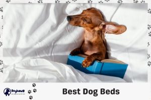 Best dog beds