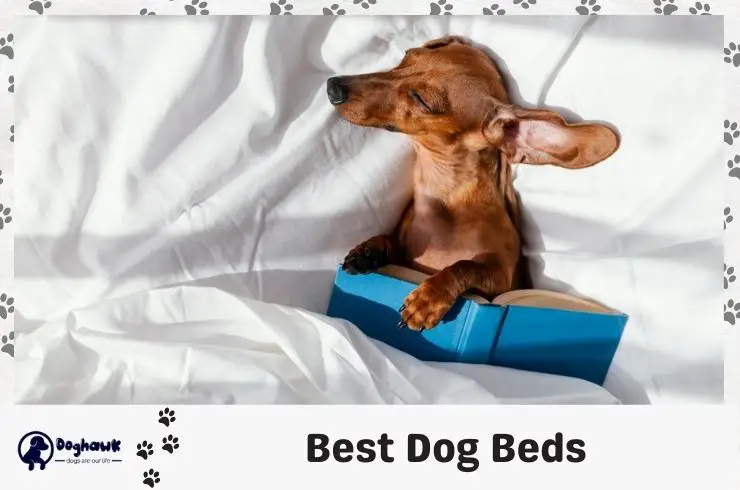 Best dog beds