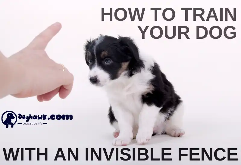 How To Train Your Dog With An Invisible Fence