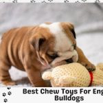 10 Best Chew Toys For English Bulldogs with The Buyer’s Guide